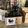 black_cat, kitten, cardboard_box, fireplace, stacked_boxes, curious, yellow_eyes, indoor, pet, feline, cozy, wood_logs, home_interior, animal, sitting, alert, fur, domestic_cat, box, cute