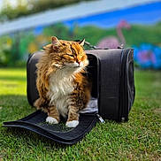 Douchka participe au concours pour gagner de l'argent avec cette photo : cat, pet_carrier, grass, outdoor, sunlight, fluffy, mural, flamingo, colorful, animal, nature, relaxed, feline, greenery, daylight, portrait, domestic_animal, blurred_background, sitting, peaceful