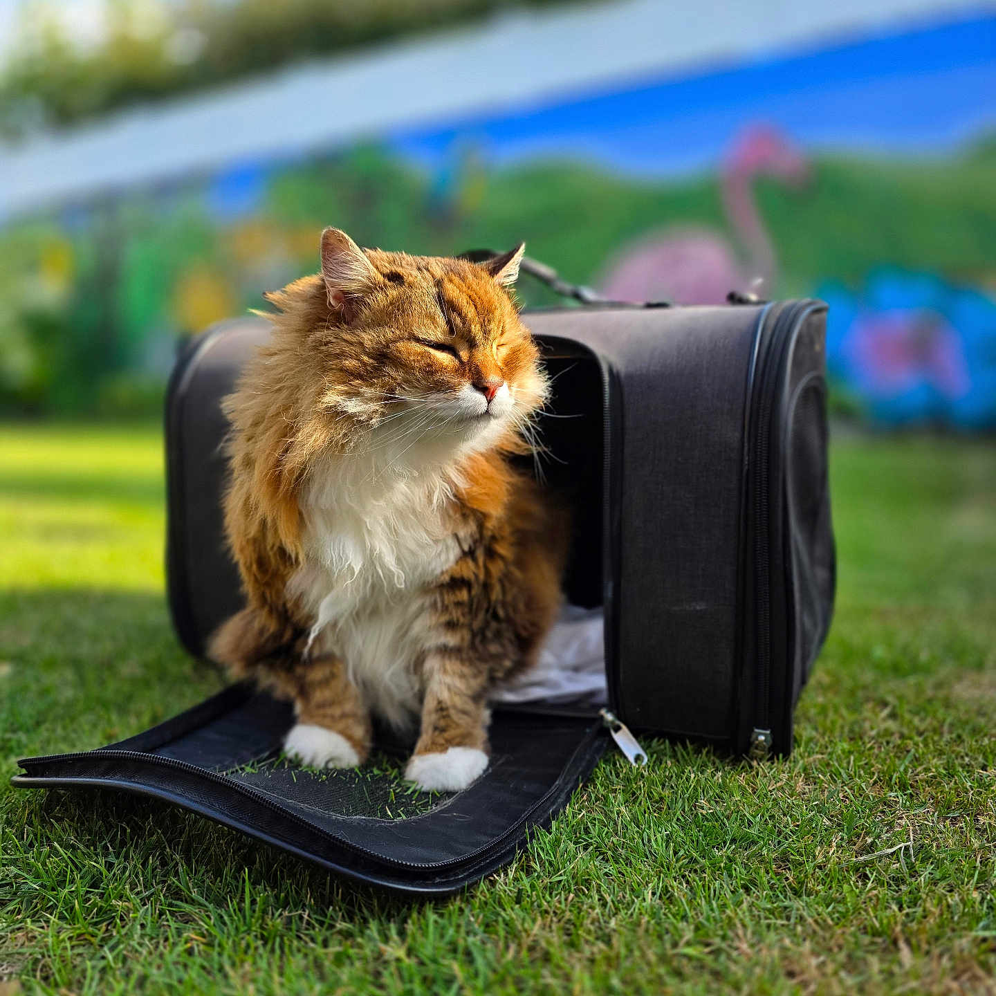 Douchka participe au concours pour gagner de l'argent avec cette photo : cat, pet_carrier, grass, outdoor, sunlight, fluffy, mural, flamingo, colorful, animal, nature, relaxed, feline, greenery, daylight, portrait, domestic_animal, blurred_background, sitting, peaceful