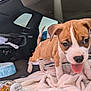 Kingdom is registered to the contest to win money with this photo: blanket, bottle, bowl, car_interior, curious, cute, dog, floor, four_legs, fur, indoor, pet, playful, puppy, tail, tan, tongue_out, vehicle, white, young_dog