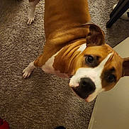 Kingdom is registered to the contest to win money with this photo: animal, brown, canine, carpet, companion, curious, dog, domestic, ears, floor, foot, furniture, household, indoor, looking_up, paw, pet, slipper, standing, white