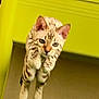 cat, leaping, yellow_table, indoor, spotted_fur, focused_eyes, animal, pet, feline, jumping, motion, fur_pattern, whiskers, ears, legs, paws, floor, furniture, action_shot, domestic_animal