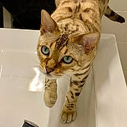 Opal participe au concours pour gagner de l'argent avec cette photo : cat, bengal_cat, blue_eyes, sink, curious, pet, animal, feline, indoor, white, spot_pattern, whiskers, ears, paws, tail, closeup, domestic_cat, cute, looking_up, bathroom