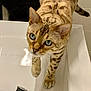 cat, bengal_cat, blue_eyes, sink, curious, pet, animal, feline, indoor, white, spot_pattern, whiskers, ears, paws, tail, closeup, domestic_cat, cute, looking_up, bathroom