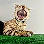 Opal a rejoint le concours — aidez-le/la à gagner de superbes lots ! cat, yawning, pet, animal, feline, paws, fur, teeth, tongue, collar, indoor, green_surface, whiskers, closeup, resting, striped, mammal, cute, relaxed, mouth_open