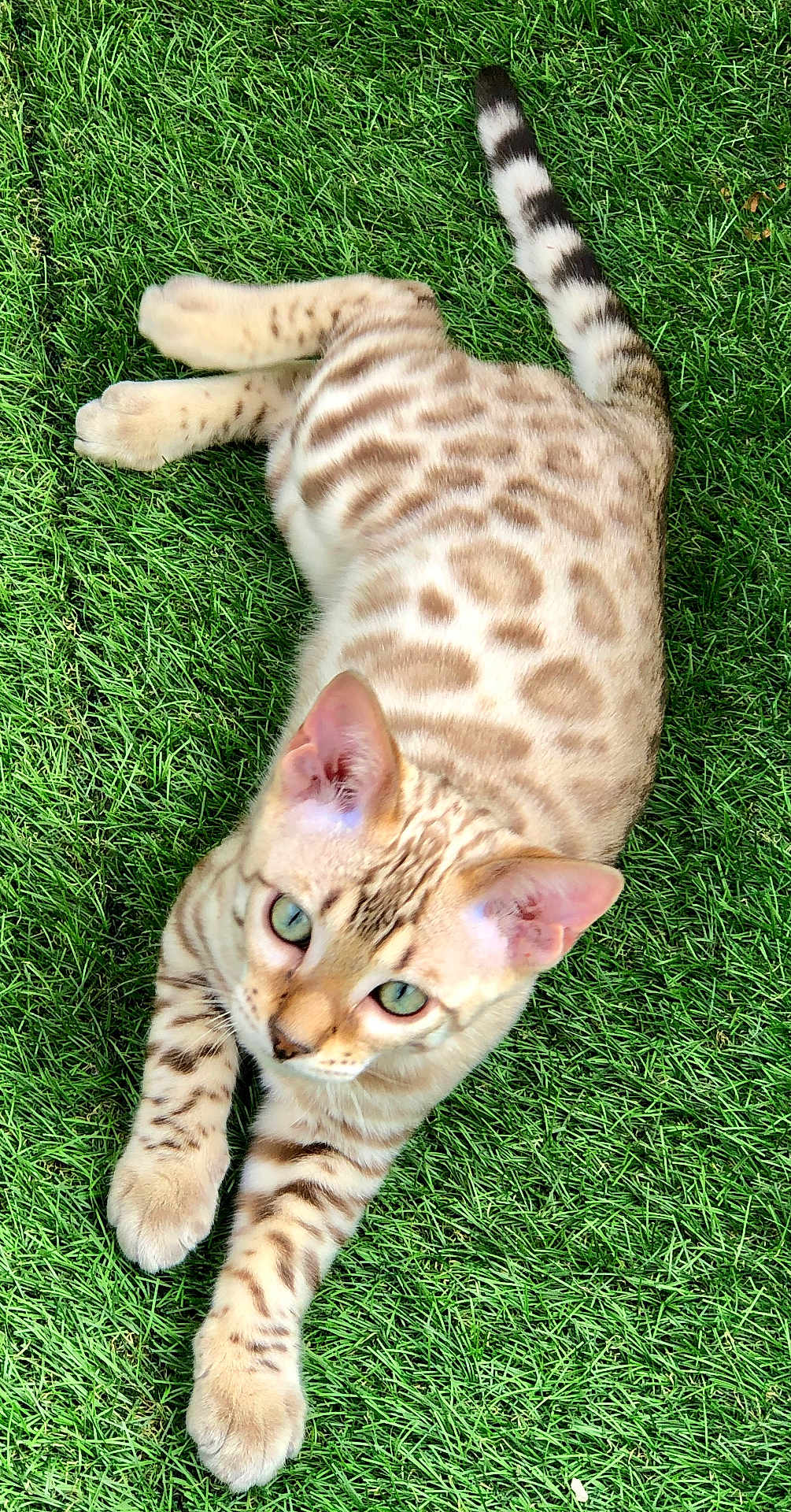 Opal participe au concours pour gagner de l'argent avec cette photo : cat, bengal_cat, animal, pet, feline, spotted, green_eyes, grass, outdoor, lying_down, cute, fur, whiskers, tail, ears, nature, close_up, relaxing, daylight, mammal