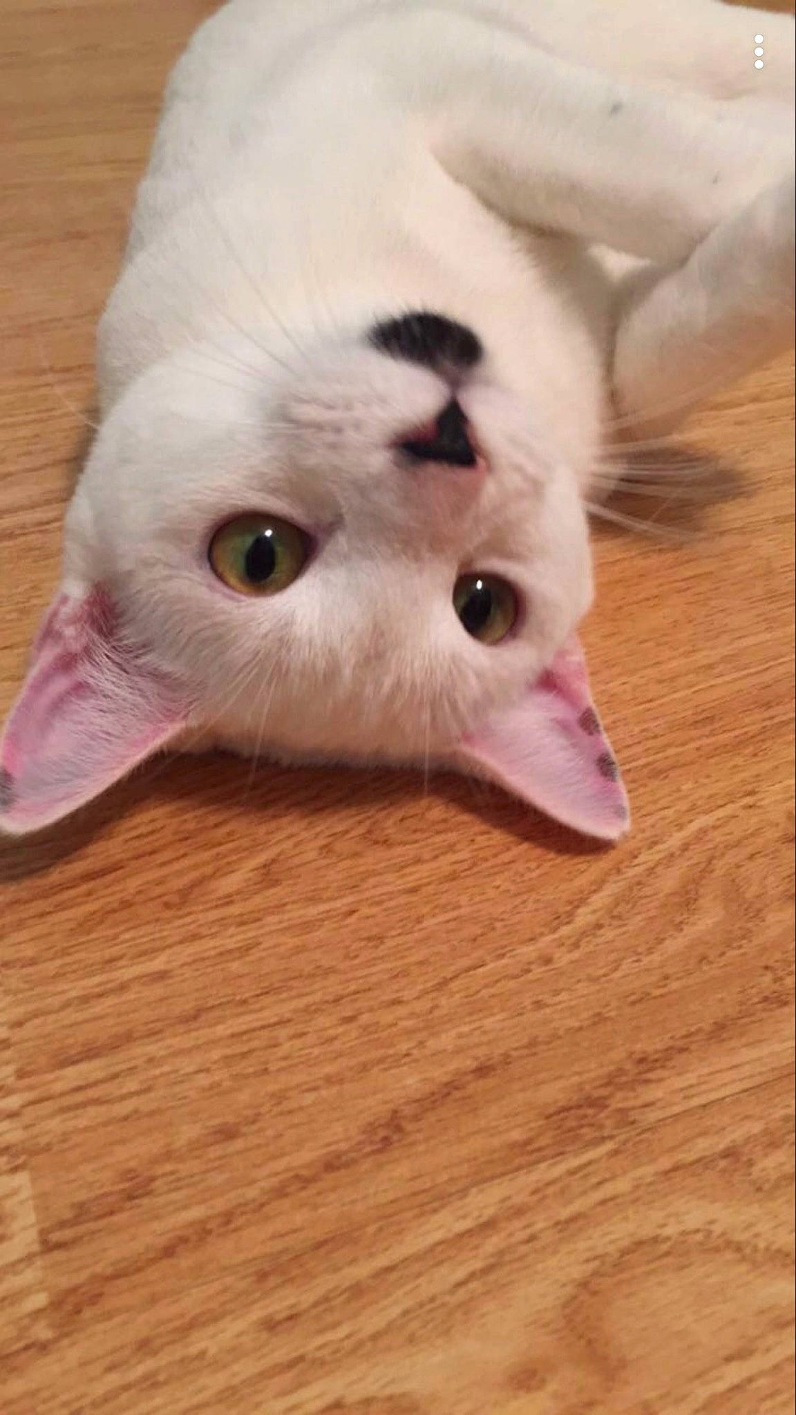 Snowflake joined the competition — help win amazing prizes! carnivore, cat, comfort, domestic_short_haired_cat, ear, eye, eyelash, fawn, felidae, flooring, fur, hardwood, head, iris, paw, small_to_medium_sized_cats, snout, tail, whiskers, wood