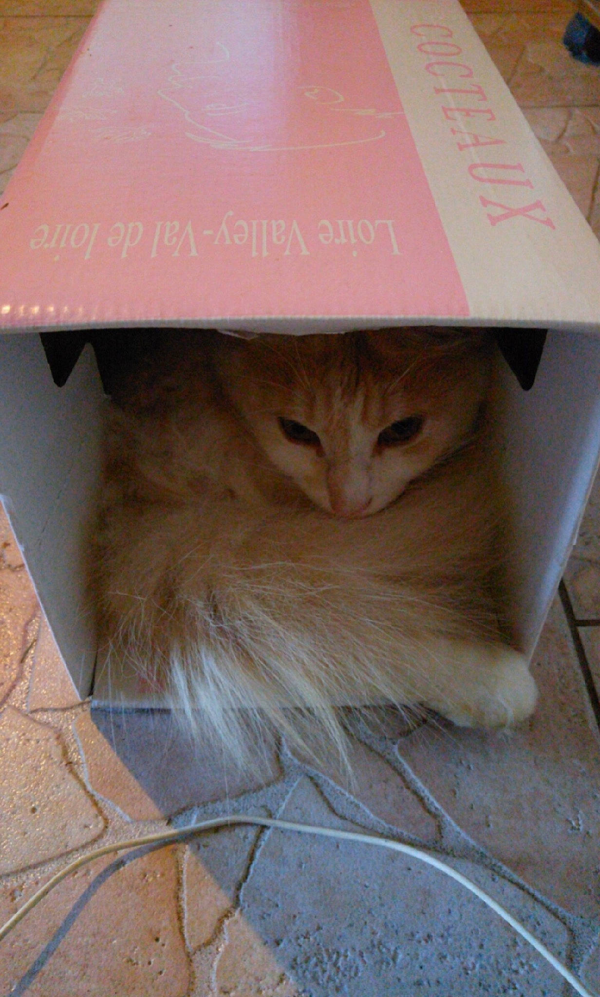 Willow a rejoint le concours — aidez-le/la à gagner de superbes lots ! box, cardboard, carnivore, cat, fawn, felidae, kitten, persian, photo_caption, small_to_medium_sized_cats, whiskers, wood