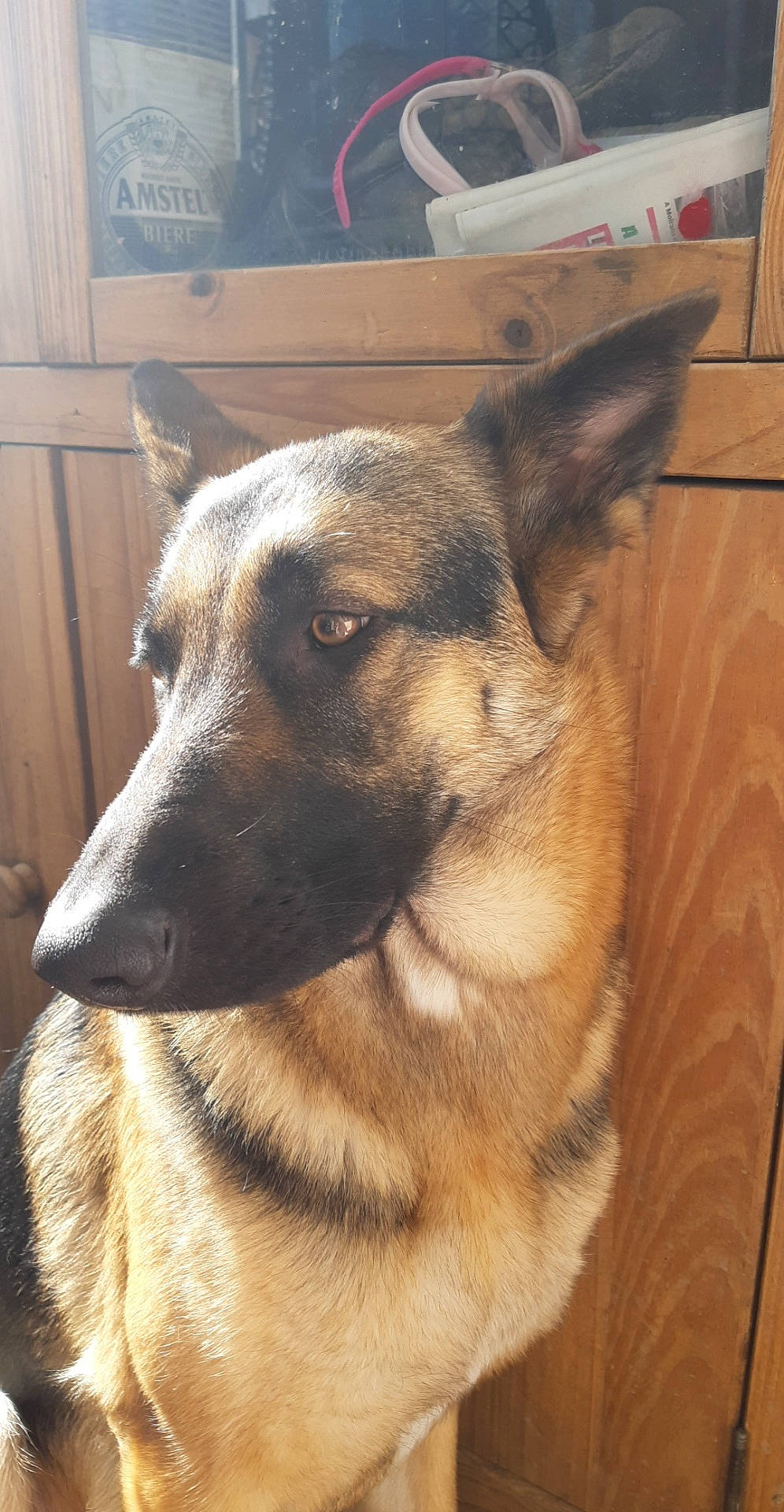 Chica participe au concours pour gagner de l'argent avec cette photo : belgian_shepherd_malinois, canidae, carnivore, dog, dog_breed, ear, fawn, german_shepherd_dog, kunming_wolfdog, mammal, norwegian_elkhound, snout, street_dog, vertebrate