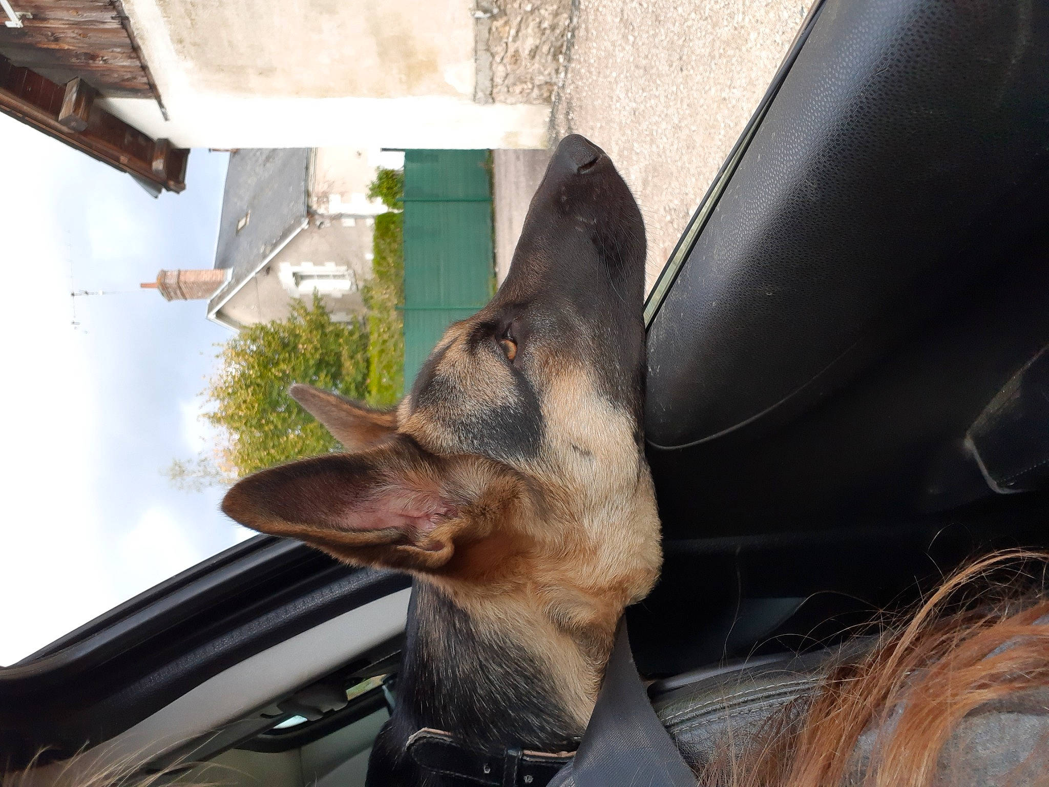 Chica a rejoint le concours — aidez-le/la à gagner de superbes lots ! canidae, carnivore, dog, dog_breed, ear, fawn, german_shepherd_dog, mammal, snout