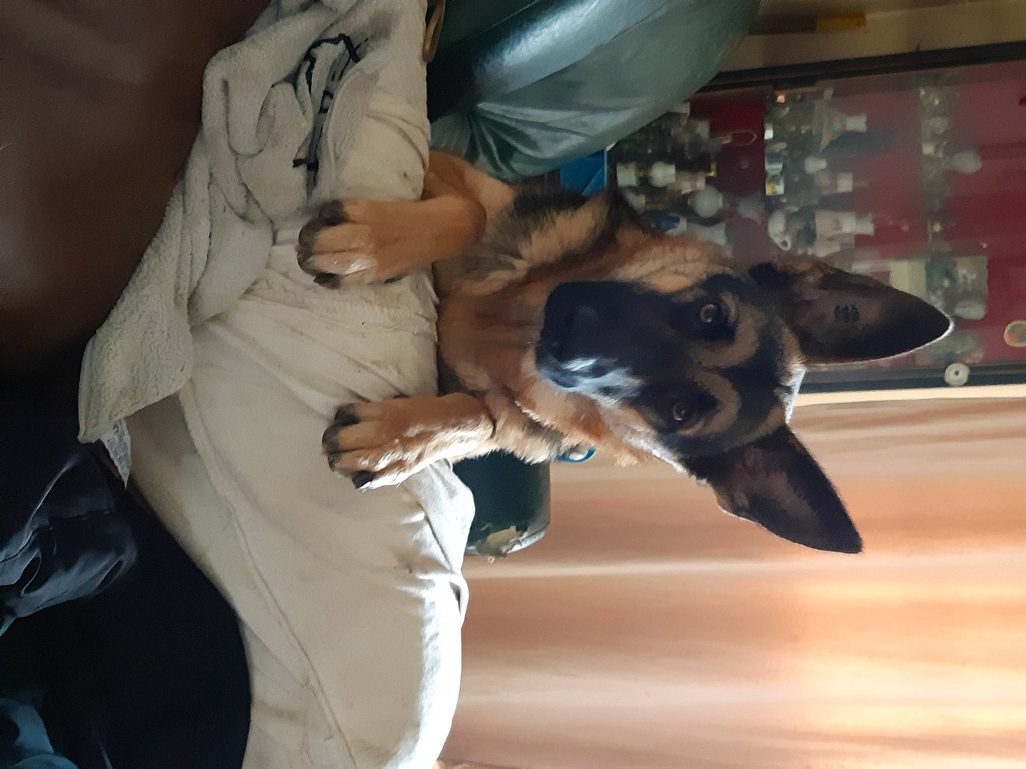 Chica participe au concours pour gagner de l'argent avec cette photo : canidae, carnivore, dog, dog_breed, fawn, rat_terrier