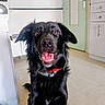 dog, black_dog, pet, canine, fluffy, long_hair, sitting, smiling, open_mouth, tongue, red_collar, portrait, indoors, kitchen, home, floor, cabinet, door, fan, happy