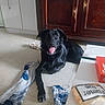 Kia participe au concours pour gagner de l'argent avec cette photo : animal, black_dog, collar, dog, happy, home, indoors, kitchen, long_hair, pet, playful, portrait, rug, sitting, squeaky_toy, tile_floor, tongue_out, torn_rug, toy, wooden_cabinet