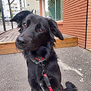 Kia participe au concours pour gagner de l'argent avec cette photo : black_dog, brick_wall, brown_eyes, close_up, collar, dog, ears, fluffy, head_tilt, leash, long_hair, nose, outdoor, portrait, red_collar, sidewalk, sitting, street, urban, wooden_deck