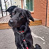dog, black_dog, fluffy, long_hair, portrait, close_up, head_tilt, brown_eyes, nose, ears, collar, leash, red_collar, sitting, outdoor, urban, street, brick_wall, wooden_deck, sidewalk
