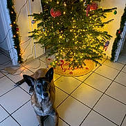 Chelsea participe au concours pour gagner de l'argent avec cette photo : dog, christmas_tree, lights, ornaments, decorations, tiled_floor, indoor, holiday, festive, garland, pet, animal, canine, christmas, celebration, home, floor, relaxing, looking_up, cozy