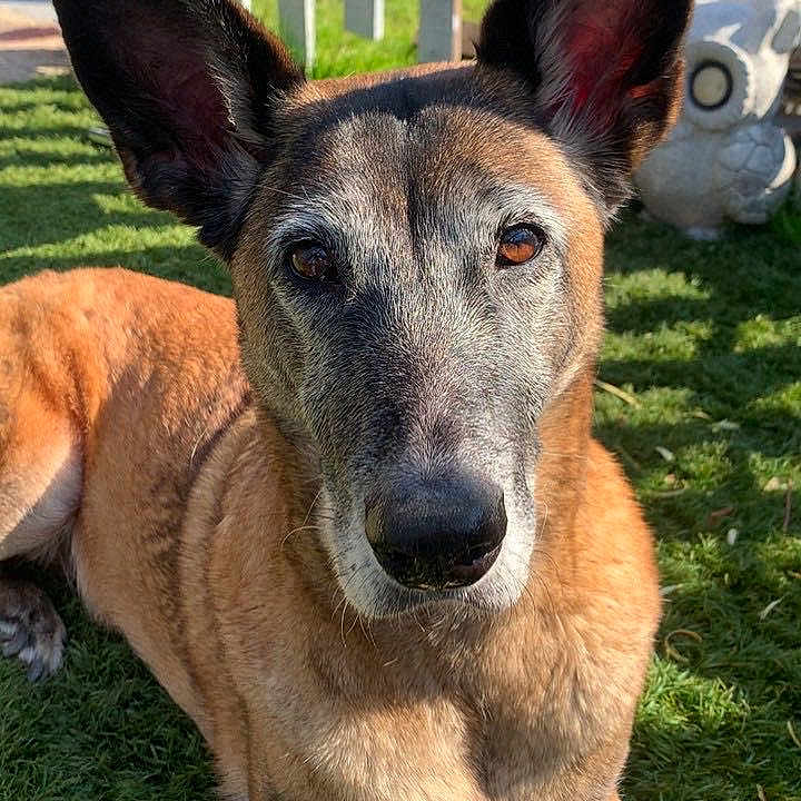Chelsea participe au concours pour gagner de l'argent avec cette photo : dog, animal, pet, outdoor, grass, sunlight, ears, brown_fur, canine, relaxed, garden, fence, daylight, portrait, domestic_animal, muzzle, face, nature, looking, resting
