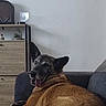 Chelsea participe au concours pour gagner de l'argent avec cette photo : dog, indoor, couch, furniture, pet, animal, brown, black, happy, tongue_out, relaxed, canine, living_room, home, ears_up, looking_back, wood, cabinet, plant, smiling