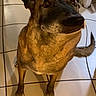 Chelsea participe au concours pour gagner de l'argent avec cette photo : dog, pet, indoor, floor, tile, brown_fur, canine, looking_up, animal, paw, tail, ears, snout, domestic, companion, curious, sitting, household, cute, portrait