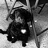 dog, black_dog, curly_fur, pet, animal, floor, concrete, chair, furniture, patterned_fabric, hearts, light_effects, indoor, looking_up, cute, small_dog, seated, shadow, monochrome, black_and_white