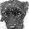 Nina participe au concours pour gagner de l'argent avec cette photo : dog, sketch, black_and_white, drawing, artwork, face, snow, fur, detailed, portrait, animal, eyes, nose, line_art, hand_drawn, winter, closeup, expression, texture, illustration