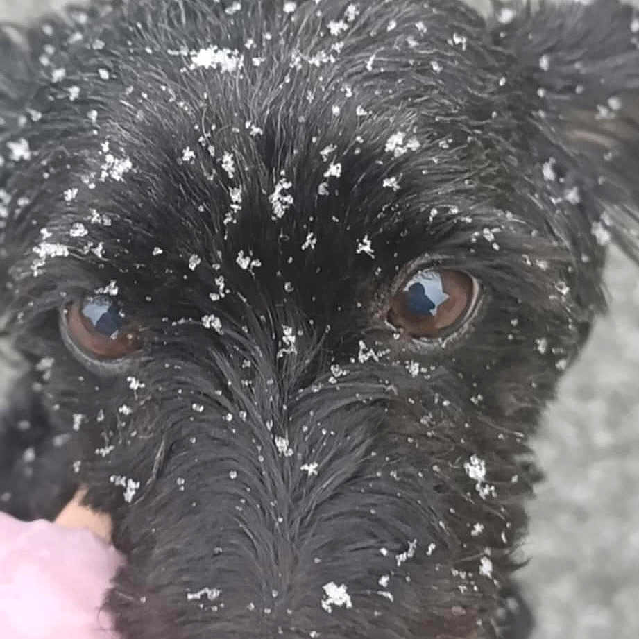 Nina a rejoint le concours — aidez-le/la à gagner de superbes lots ! dog, black_dog, snow, snowflakes, close_up, face, fur, brown_eyes, winter, outdoor, pet, animal, cute, hand, glove, pink_glove, portrait, canine, adorable, nature