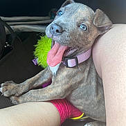 Halo is registered to the contest to win money with this photo: puppy, dog, brindle, blue_eyes, pink_collar, tongue_out, legs, pink_socks, toy, furry, pet, cute, indoor, closeup, happy, playful, animal, canine, smiling, companionship