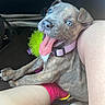 puppy, dog, brindle, blue_eyes, pink_collar, tongue_out, legs, pink_socks, toy, furry, pet, cute, indoor, closeup, happy, playful, animal, canine, smiling, companionship