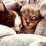 blanket, cat, close_up, cozy, cuddle, cute, eyes_closed, fur, indoor, kitten, nap, nose, pair, pet, portrait, sleeping, soft_texture, towel, warm, whiskers