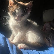 Jadenember is registered to the contest to win money with this photo: backlit, bed, blue_blanket, cat, closeup, cozy, eyes, feline, fur, indoor, kitten, paws, pet, portrait, resting, shadow, sleepy, sunlight, tail, whiskers