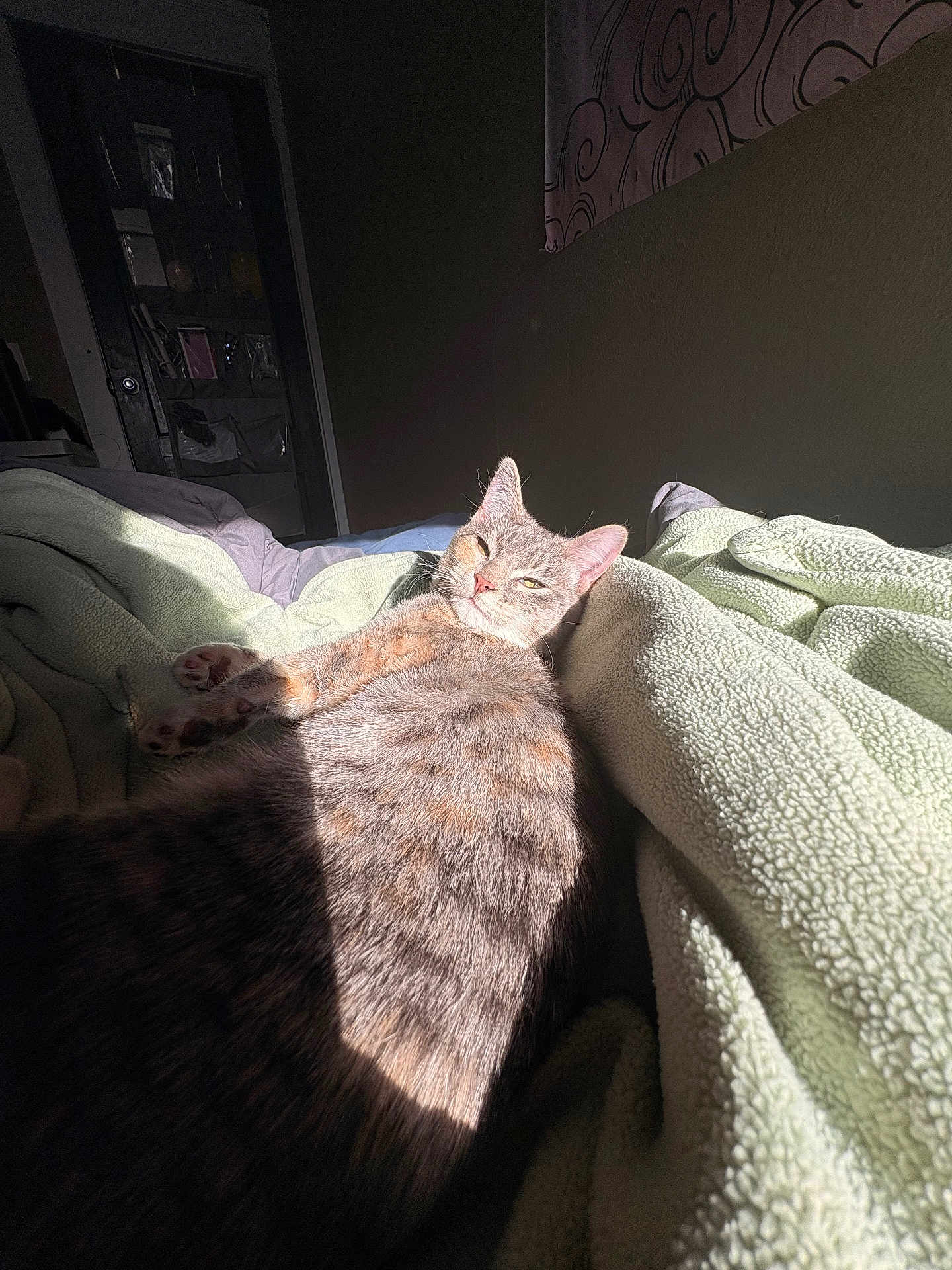 Ember is registered to the contest to win money with this photo: cat, tabby_cat, feline, pet, bed, blanket, sunlight, sun_patch, paw, whiskers, fur, indoor, bedroom, cozy, relaxed, sleeping, shadow, door, wall, blanket_texture