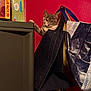 cat, tote_bag, reusable_bag, red_wall, cardboard_box, shelf, paw, ears, curious, indoor, pet, portrait, home_interior, zipper, plastic_bag, storage, looking_at_camera, cozy, feline, resting