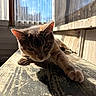 Ember is registered to the contest to win money with this photo: cat, close_up, cozy, domestic_cat, ears, feline, fur, indoor, lying_down, natural_light, paw, portrait, relaxed, screen, shadow, sunlight, texture, whiskers, window, wooden_table