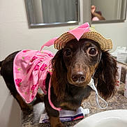 Maxxine is registered to the contest to win money with this photo: dog, dachshund, pet, costume, pink_dress, straw_hat, bathroom, countertop, toothpaste, sink, mirror, reflection, curious, small_dog, animal, domestic_animal, cute, indoor, close_up, portrait
