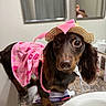 dog, dachshund, pet, costume, pink_dress, straw_hat, bathroom, countertop, toothpaste, sink, mirror, reflection, curious, small_dog, animal, domestic_animal, cute, indoor, close_up, portrait