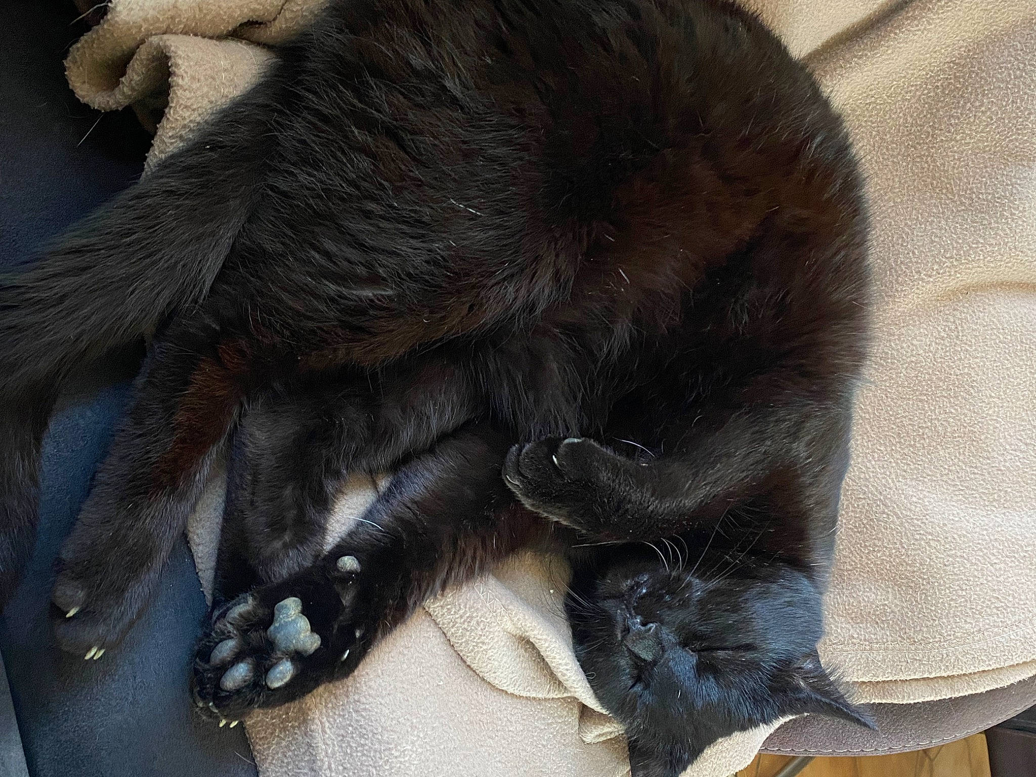 Noiry a rejoint le concours — aidez-le/la à gagner de superbes lots ! black_cat, bombay, carnivore, cat, claw, comfort, dog_breed, domestic_short_haired_cat, felidae, foot, fur, liver, paw, small_to_medium_sized_cats, snout, sporting_group, tail, terrestrial_animal, whiskers