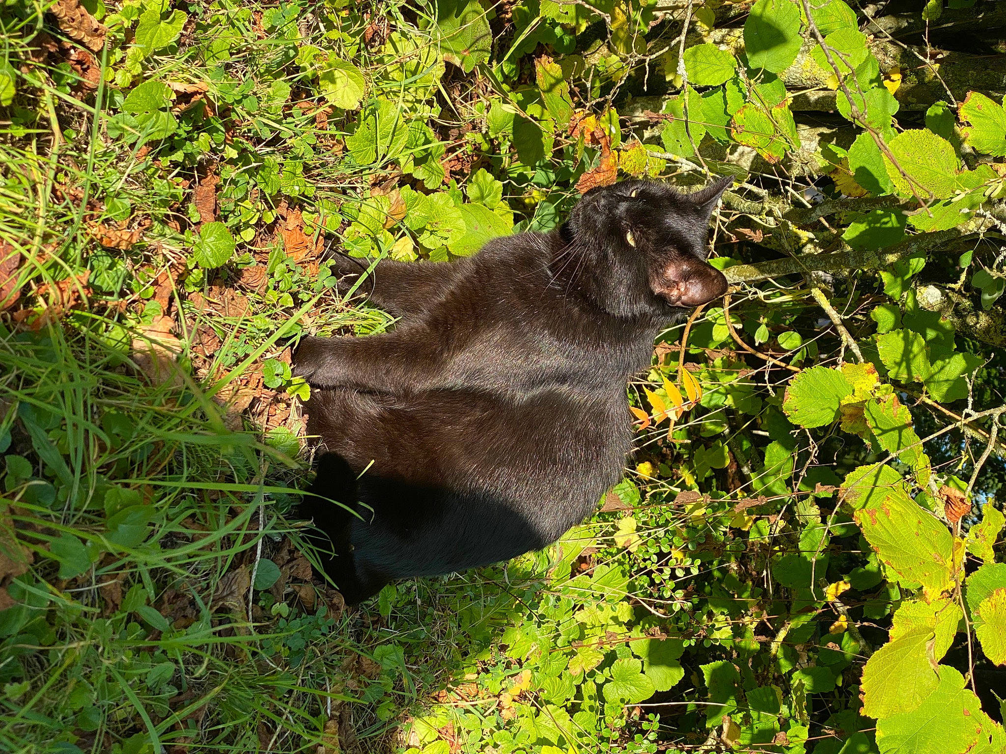 Noiry a rejoint le concours — aidez-le/la à gagner de superbes lots ! annual_plant, big_cats, brown_bear, canidae, carnivore, dog_breed, fawn, felidae, fur, grass, groundcover, liver, plant, small_to_medium_sized_cats, snout, soil, sporting_group, tail, terrestrial_animal, working_animal