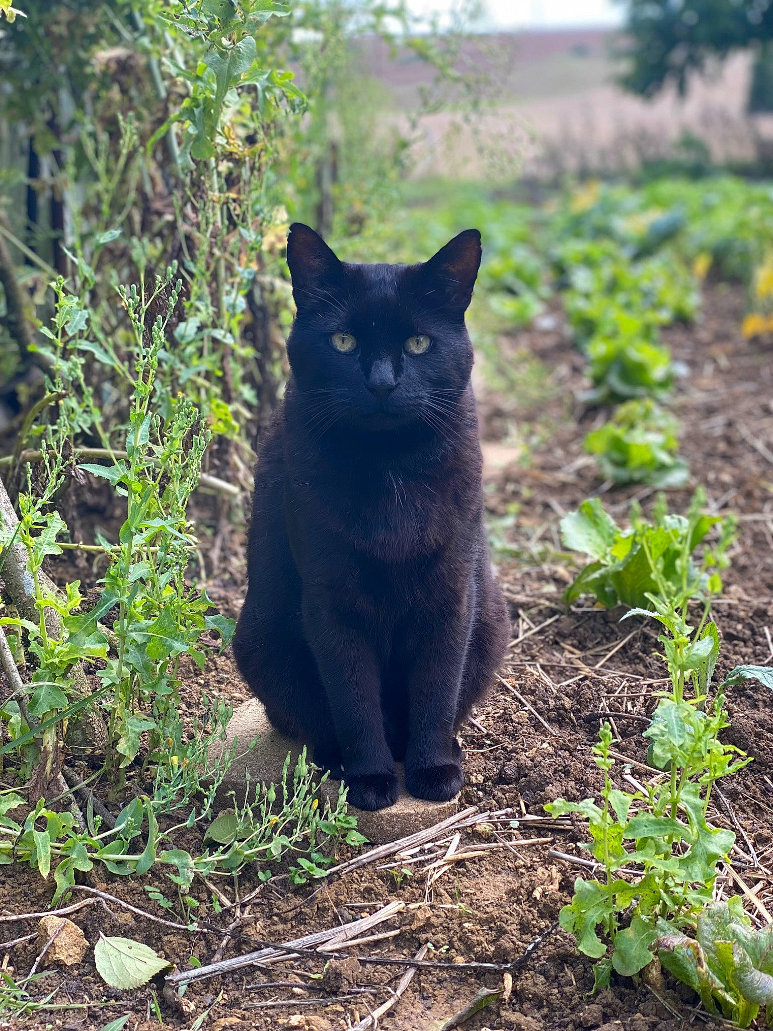 Noiry participe au concours pour gagner de l'argent avec cette photo : black_cat, bombay, carnivore, cat, domestic_short_haired_cat, felidae, fur, grass, groundcover, plant, shadow, shrub, small_to_medium_sized_cats, snout, soil, tail, terrestrial_animal, tree, whiskers, wildlife