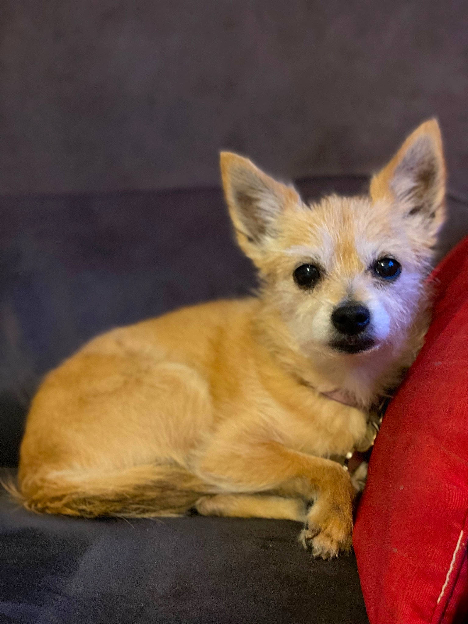 Lee participe au concours pour gagner de l'argent avec cette photo : ancient_dog_breeds, canidae, carnivore, companion_dog, corgi_chihuahua, dog, dog_breed, dog_supply, ear, fawn, fur, non_sporting_group, snout, sporting_group, tail, terrestrial_animal, toy_dog, whiskers, working_animal