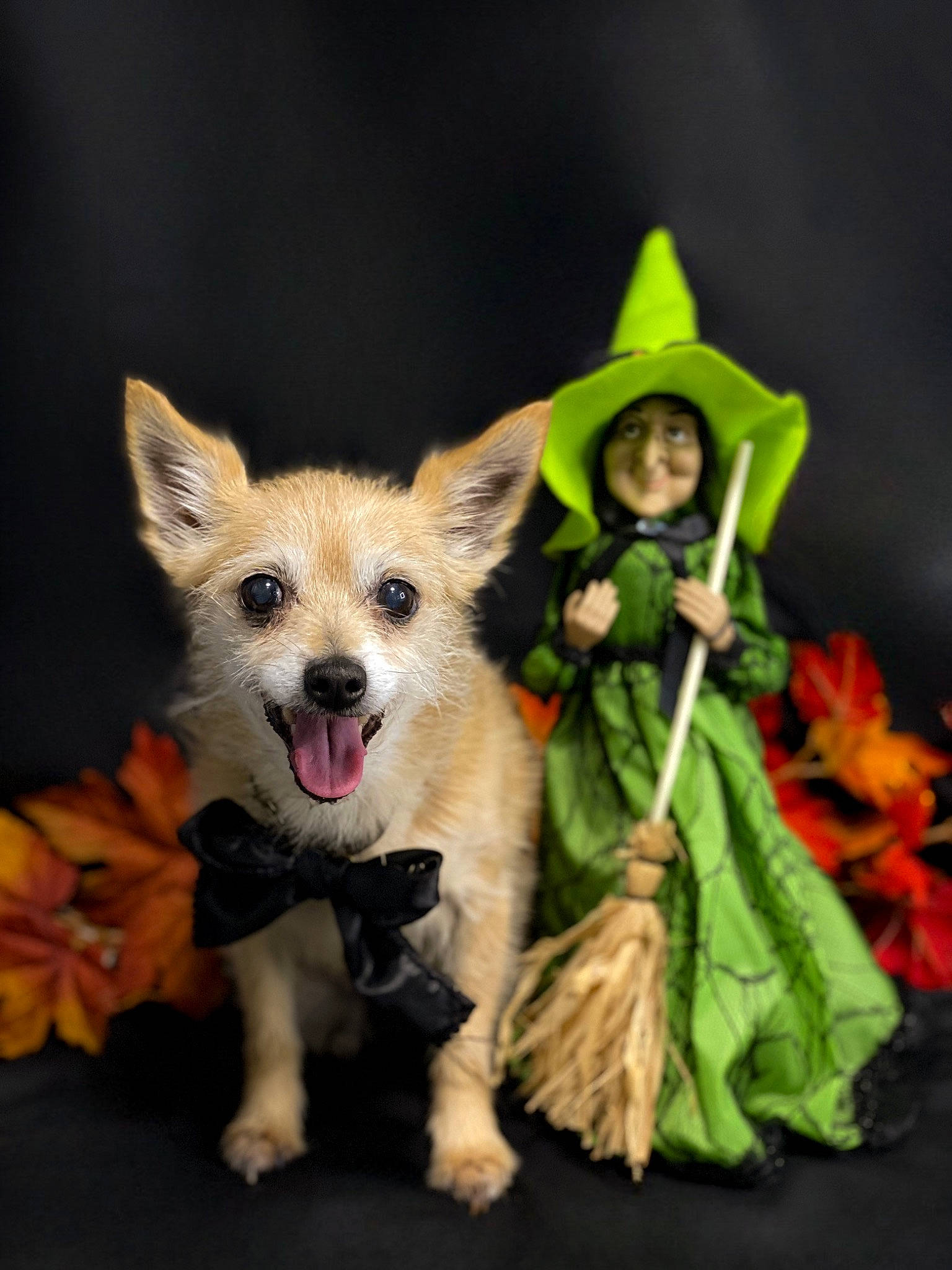 Lee a rejoint le concours — aidez-le/la à gagner de superbes lots ! carnivore, companion_dog, costume_hat, dog_breed, event, fawn, felidae, fictional_character, fox, fur, hat, plant, red_fox, snout, tail, terrestrial_animal, toy, toy_dog, whiskers, witch_hat