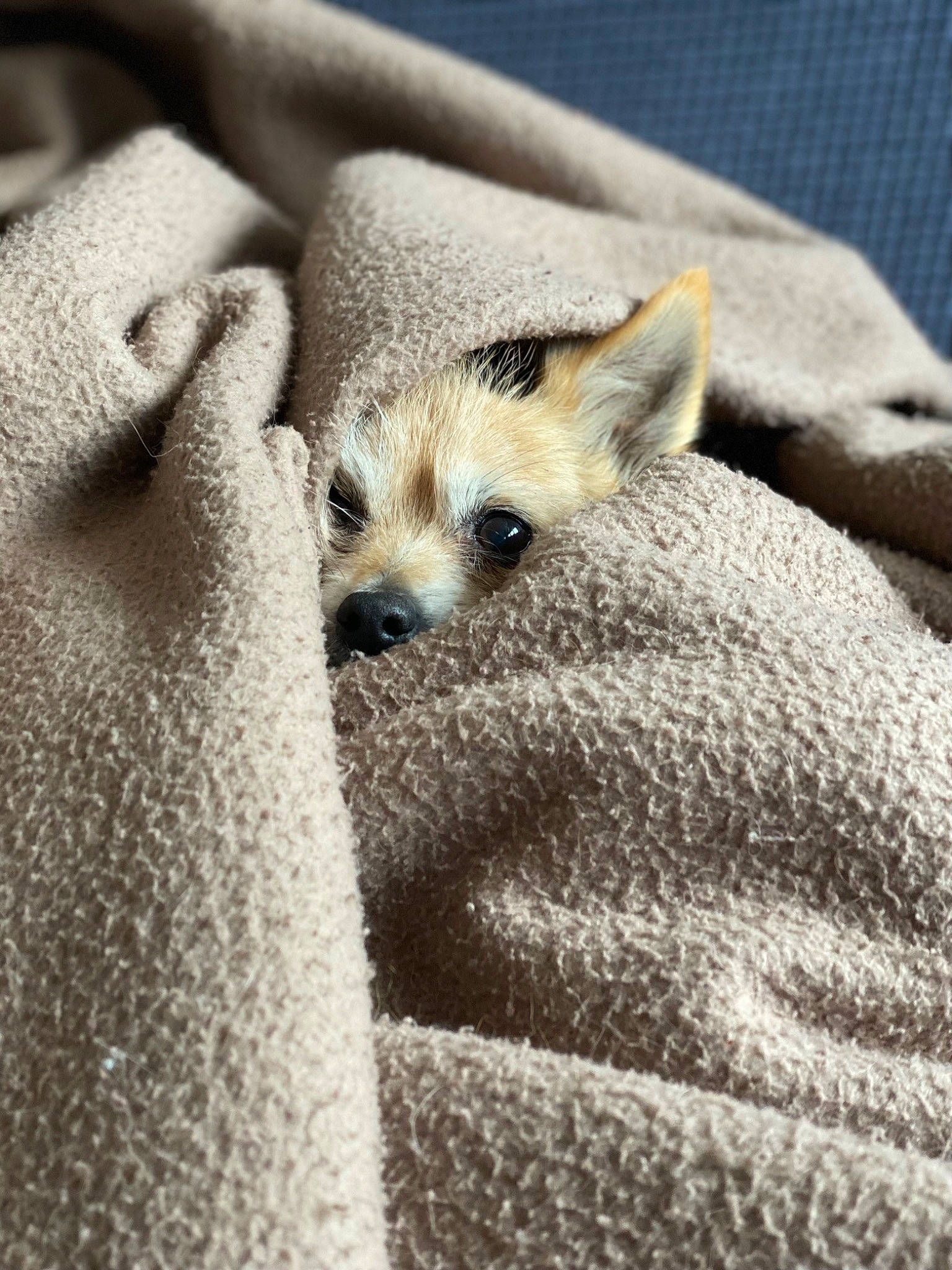 Lee participe au concours pour gagner de l'argent avec cette photo : carnivore, claw, close_up, comfort, dog_breed, fawn, fur, grey, paw, snout, terrestrial_animal, whiskers, wildlife, woven_fabric