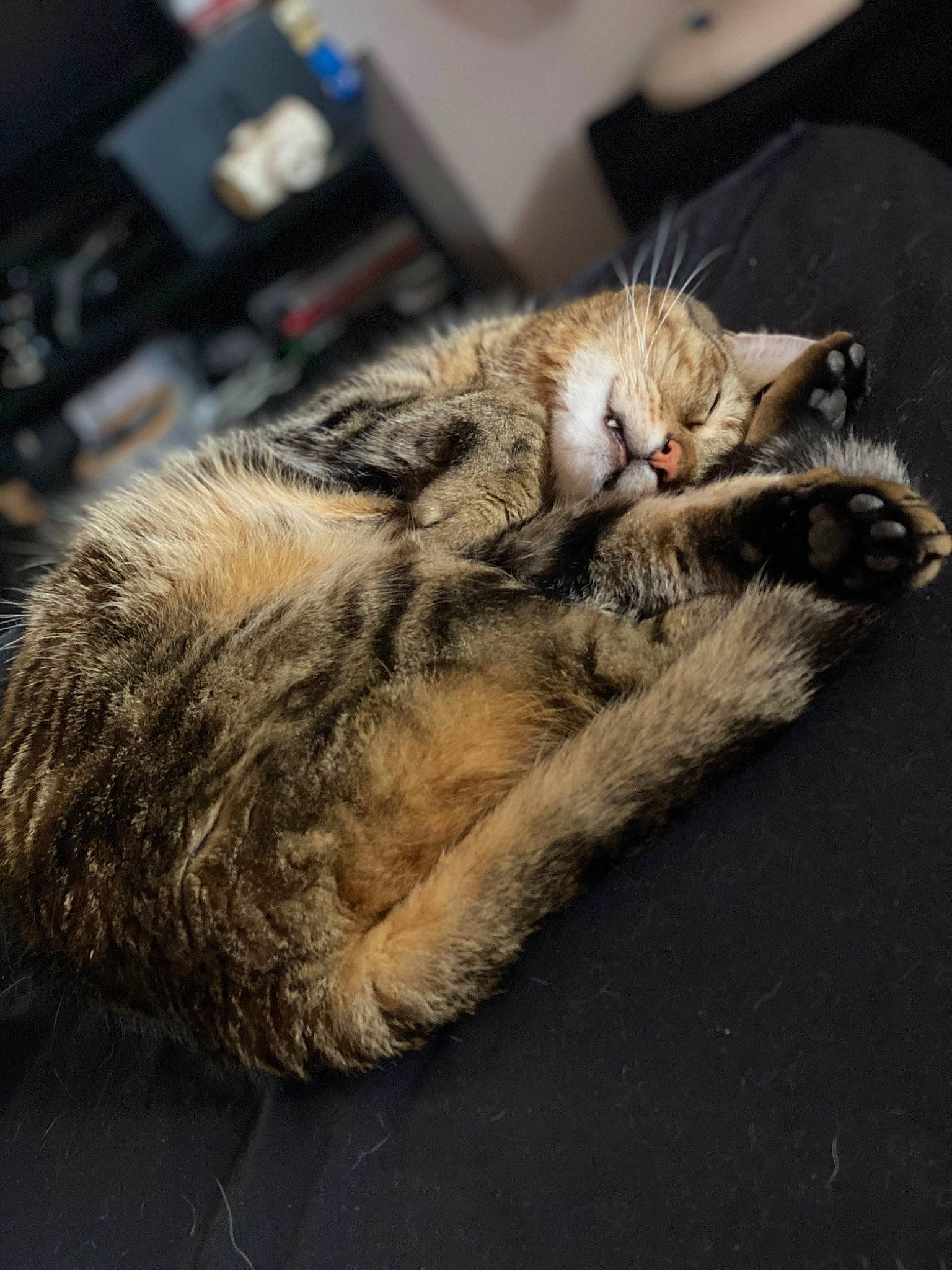 Cayenne a rejoint le concours — aidez-le/la à gagner de superbes lots ! carnivore, cat, claw, domestic_short_haired_cat, felidae, fur, nap, paw, sleep, small_to_medium_sized_cats, snout, tail, terrestrial_animal, whiskers, wildlife, wood