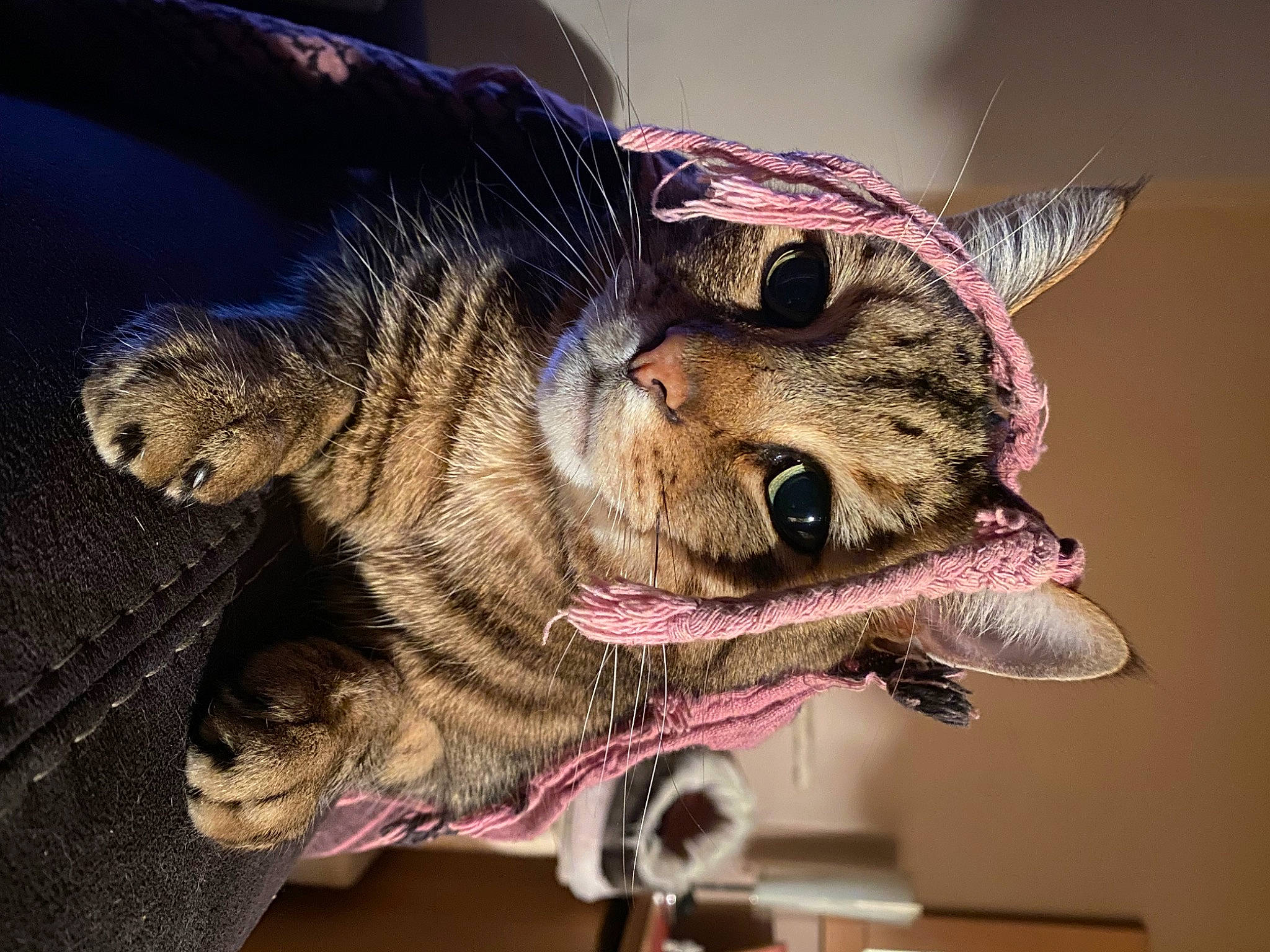 Cayenne participe au concours pour gagner de l'argent avec cette photo : carnivore, cat, claw, collar, domestic_short_haired_cat, eye, fang, fashion_accessory, felidae, fur, human_body, jaw, organism, small_to_medium_sized_cats, snout, tail, terrestrial_animal, whiskers, wildlife, wood