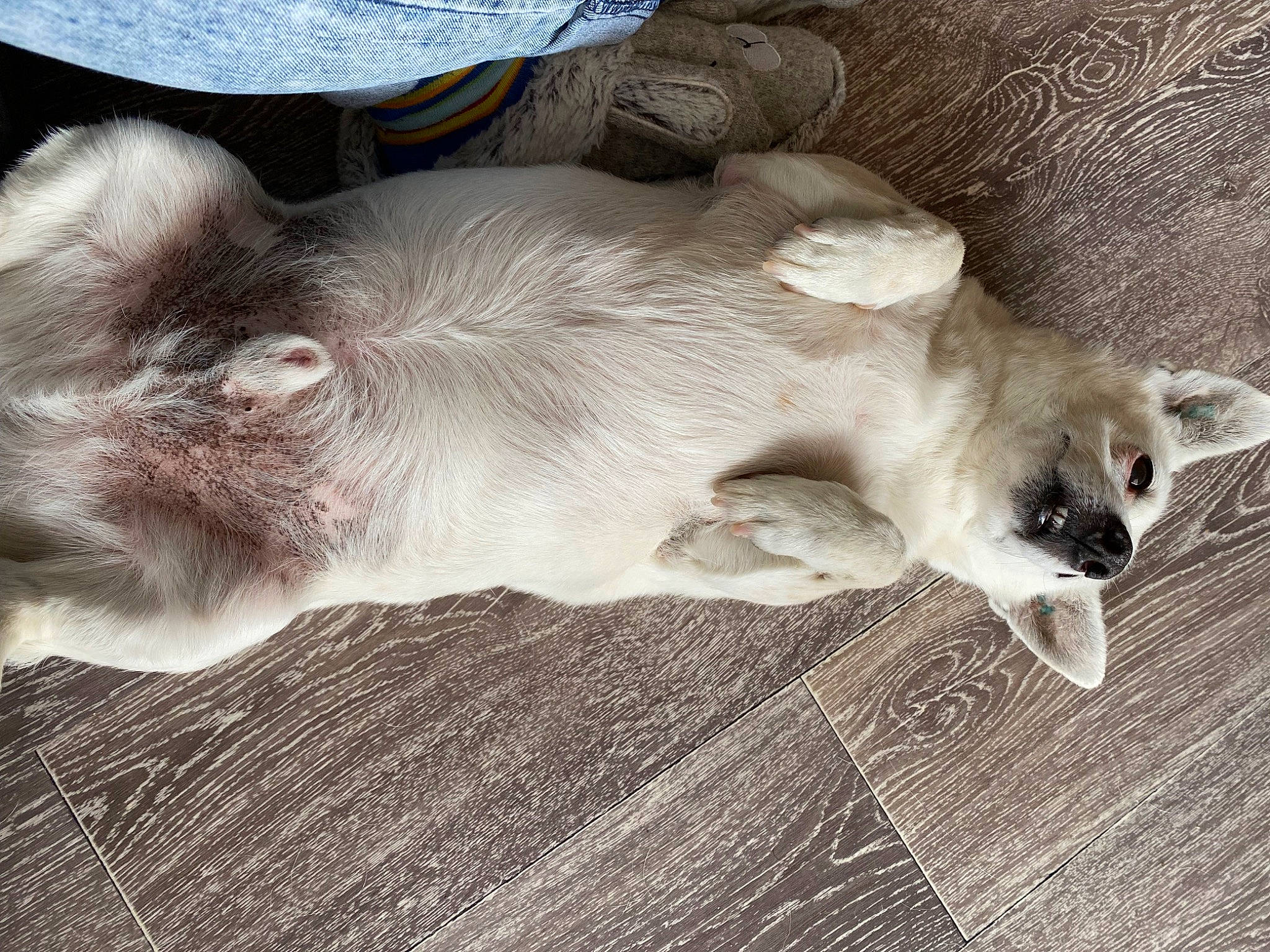 Oxo participe au concours pour gagner de l'argent avec cette photo : canidae, carnivore, cat, claw, comfort, companion_dog, dog_breed, fawn, felidae, fur, grey, nap, paw, small_to_medium_sized_cats, sporting_group, tail, terrestrial_animal, whiskers, wildlife, wood