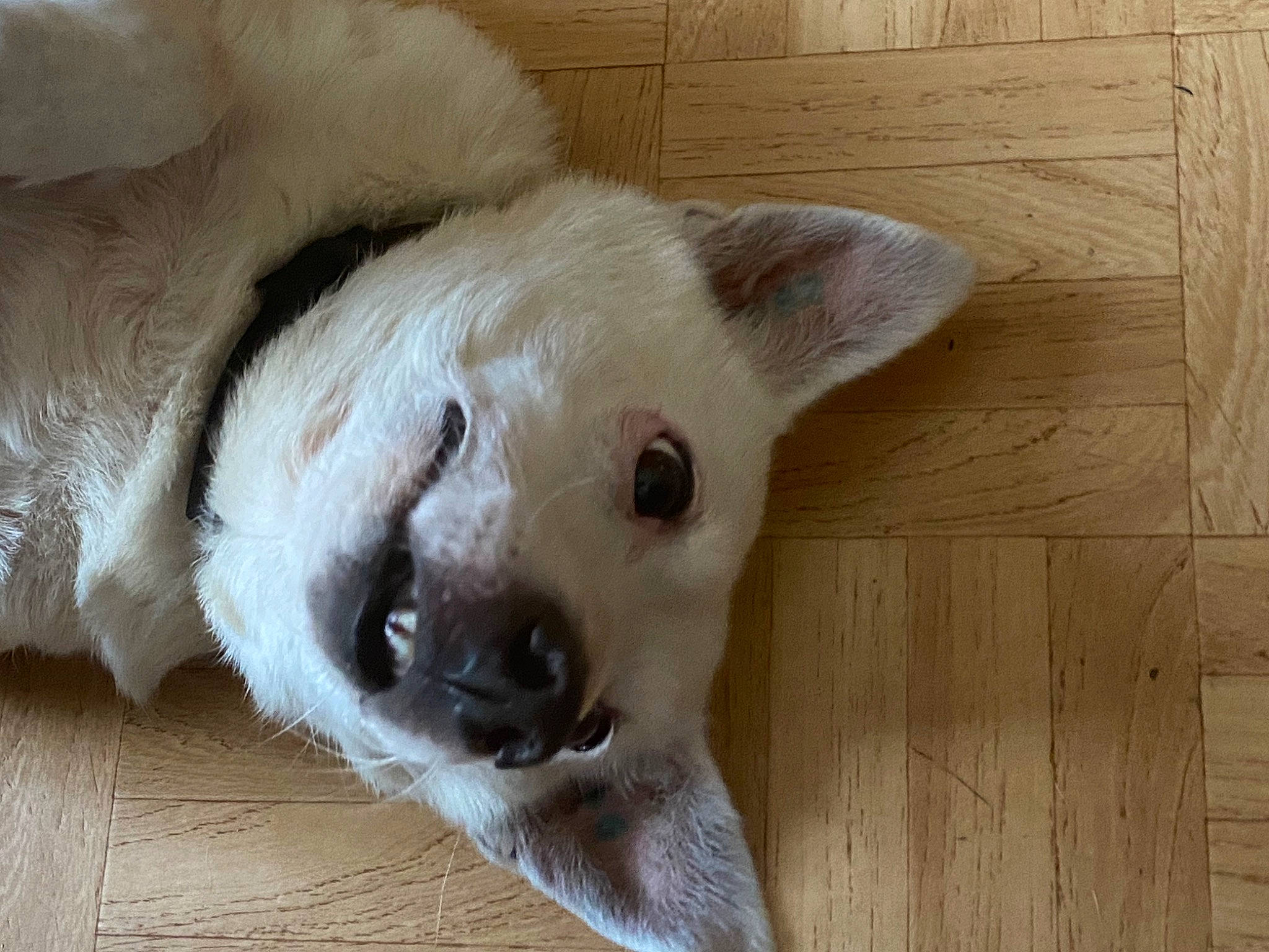 Oxo participe au concours pour gagner de l'argent avec cette photo : ball, carnivore, collar, companion_dog, dog, dog_breed, dog_supply, fawn, felidae, flooring, fur, hardwood, paw, snout, sporting_group, tail, terrestrial_animal, whiskers, wood, working_animal