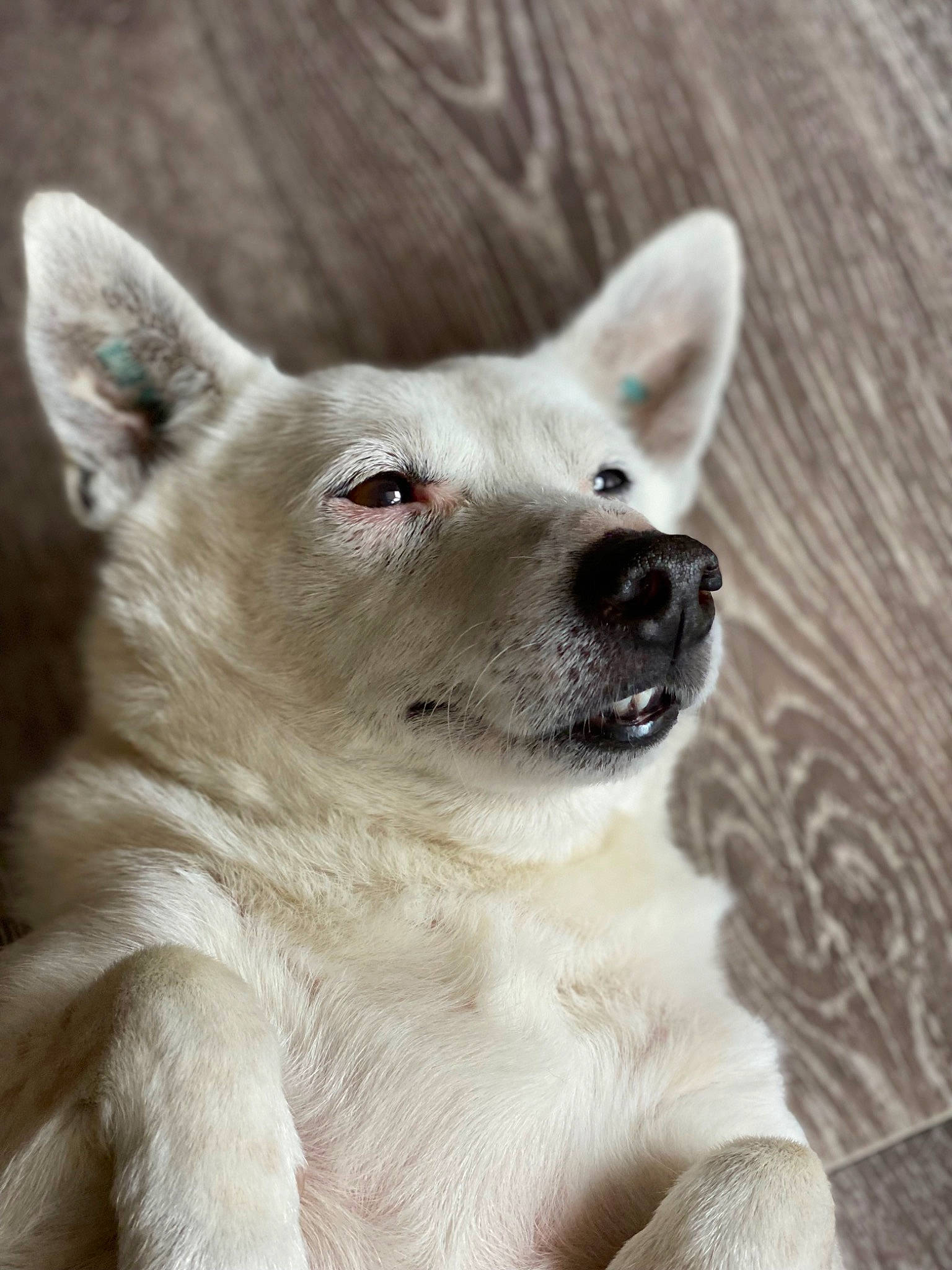 Oxo participe au concours pour gagner de l'argent avec cette photo : ancient_dog_breeds, canidae, canis, carnivore, companion_dog, dog, dog_breed, fawn, fur, non_sporting_group, snout, snow, sporting_group, terrestrial_animal, whiskers, wildlife, winter, working_animal, working_dog