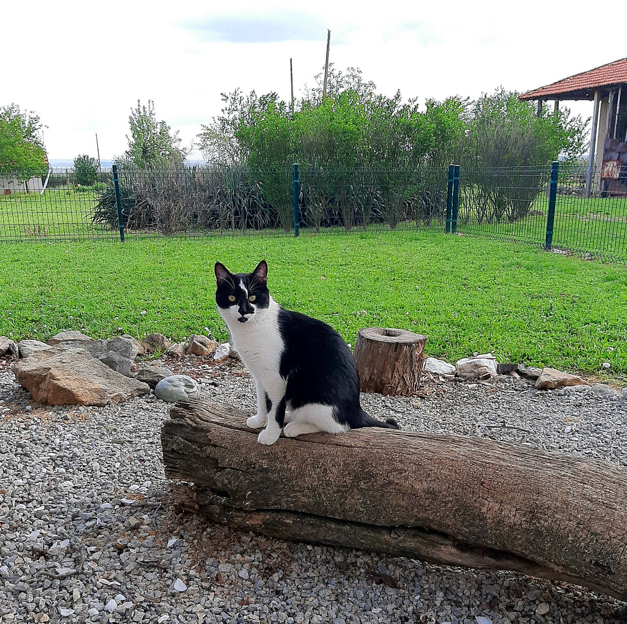 Munchkin joined the competition — help win amazing prizes! asphalt, carnivore, cat, cloud, domestic_short_haired_cat, felidae, fur, grass, landscape, plant, road, road_surface, sitting, sky, small_to_medium_sized_cats, snout, soil, tail, tree, whiskers