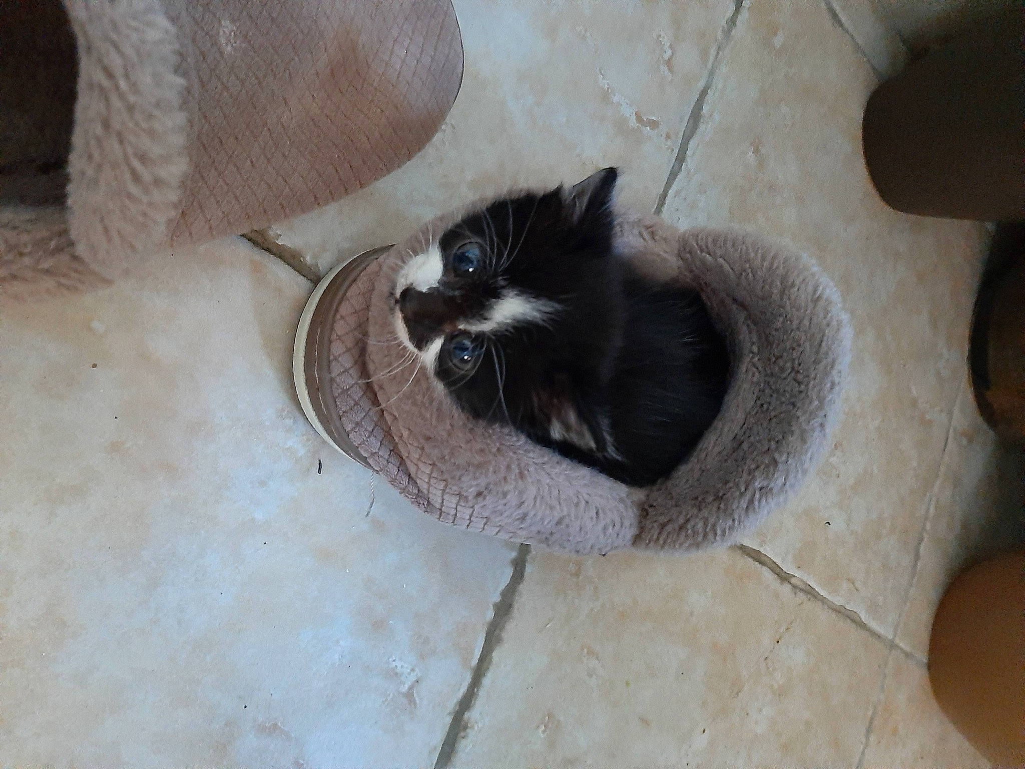 Munchkin is registered to the contest to win money with this photo: black_cat, carnivore, cat, comfort, dog_breed, domestic_short_haired_cat, felidae, floor, flooring, fur, grey, hardwood, human_leg, paw, pet_supply, small_to_medium_sized_cats, snout, tail, whiskers, wood