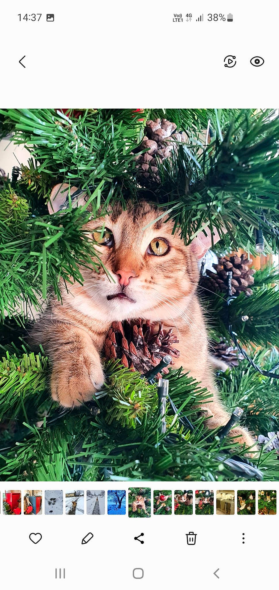 Jasper joined the competition — help win amazing prizes! adaptation, branch, carnivore, cat, conifer, event, evergreen, felidae, grass, groundcover, holiday, nature, organism, photo_caption, plant, small_to_medium_sized_cats, snout, terrestrial_animal, terrestrial_plant, whiskers