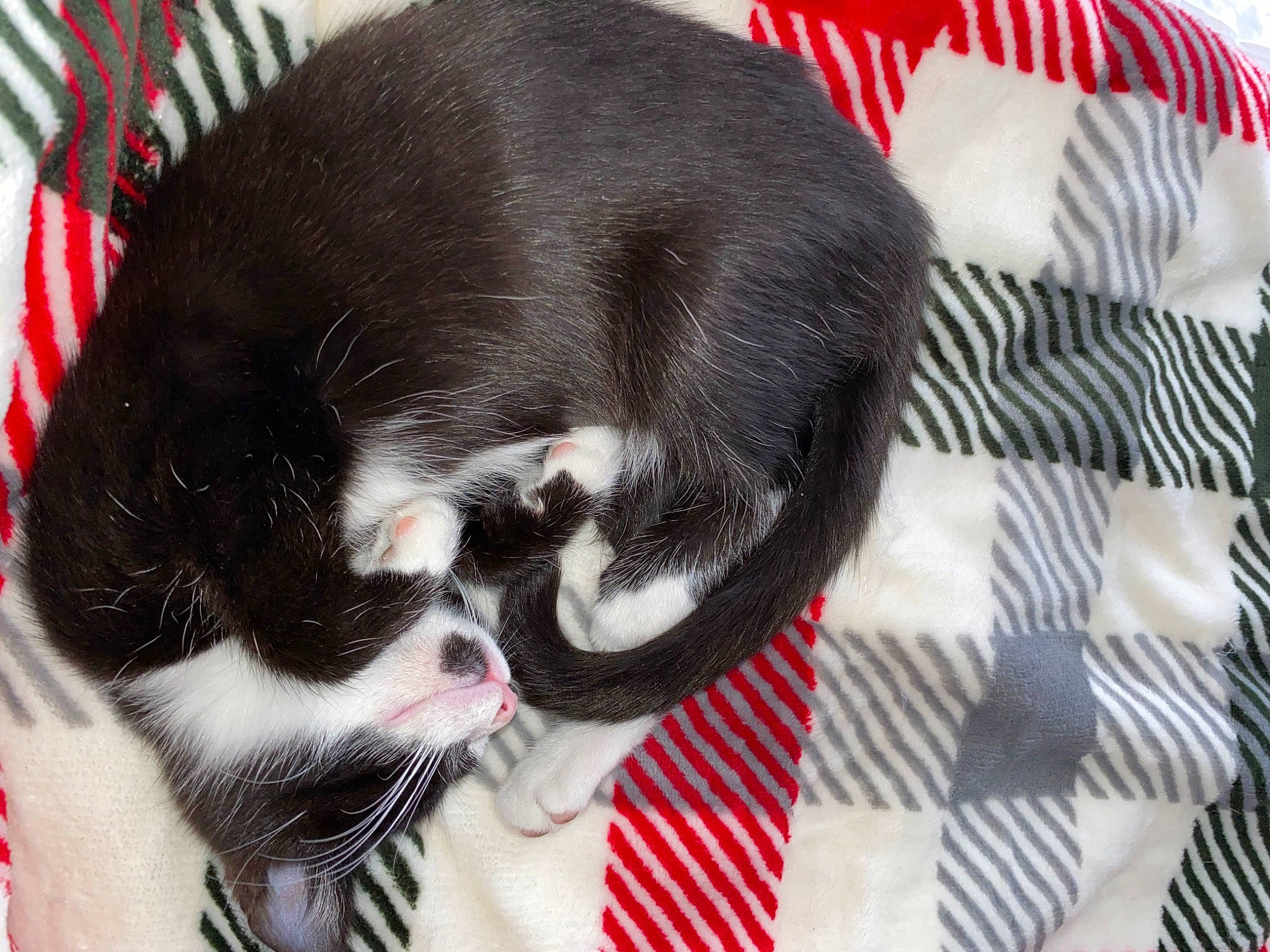 Dahlia joined the competition — help win amazing prizes! carmine, carnivore, cat, claw, collar, comfort, companion_dog, dog_breed, ear, fashion_accessory, felidae, fur, jaw, mammal, pet_supply, small_to_medium_sized_cats, snout, sporting_group, tail, whiskers